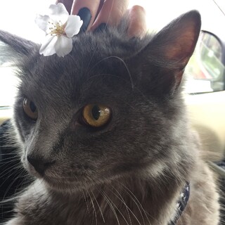 長毛ブルーカラーの猫ちゃん♂