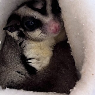 フクロモモンガ　ノーマル男の子　決定しました