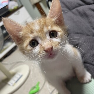 困り顔が可愛い茶白の男の子♡