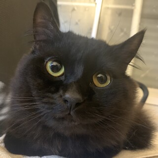 冬になると黒いマリモに変化！長毛黒猫ちゃん♂