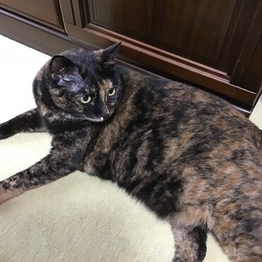 チャムチャム、まだ暴れちゃダメよ、ゆっくりね。うちのパパママ感動