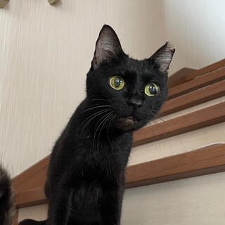 釧路市の猫の里親募集情報まとめ ペットのおうち 月間利用者150万人