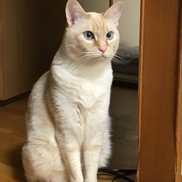 ミグちゃん、ちょこママ、ボク、お行儀よくして、待ってるよ！