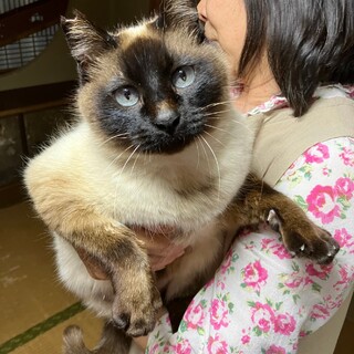 人懐こい可愛いマロンちゃん♪推定3歳【動画】