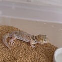 プシバルスキースキンクヤモリ里親募集
