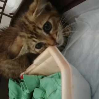 子猫を保護しました