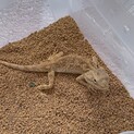 サビグニーアガマ里親募集
