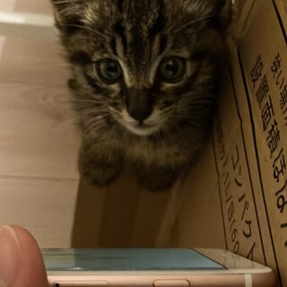 生後2か月のヤンチャな女の子！