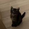 生後2か月のヤンチャな女の子！ サムネイル2