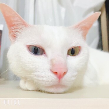 の写真