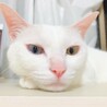 の写真