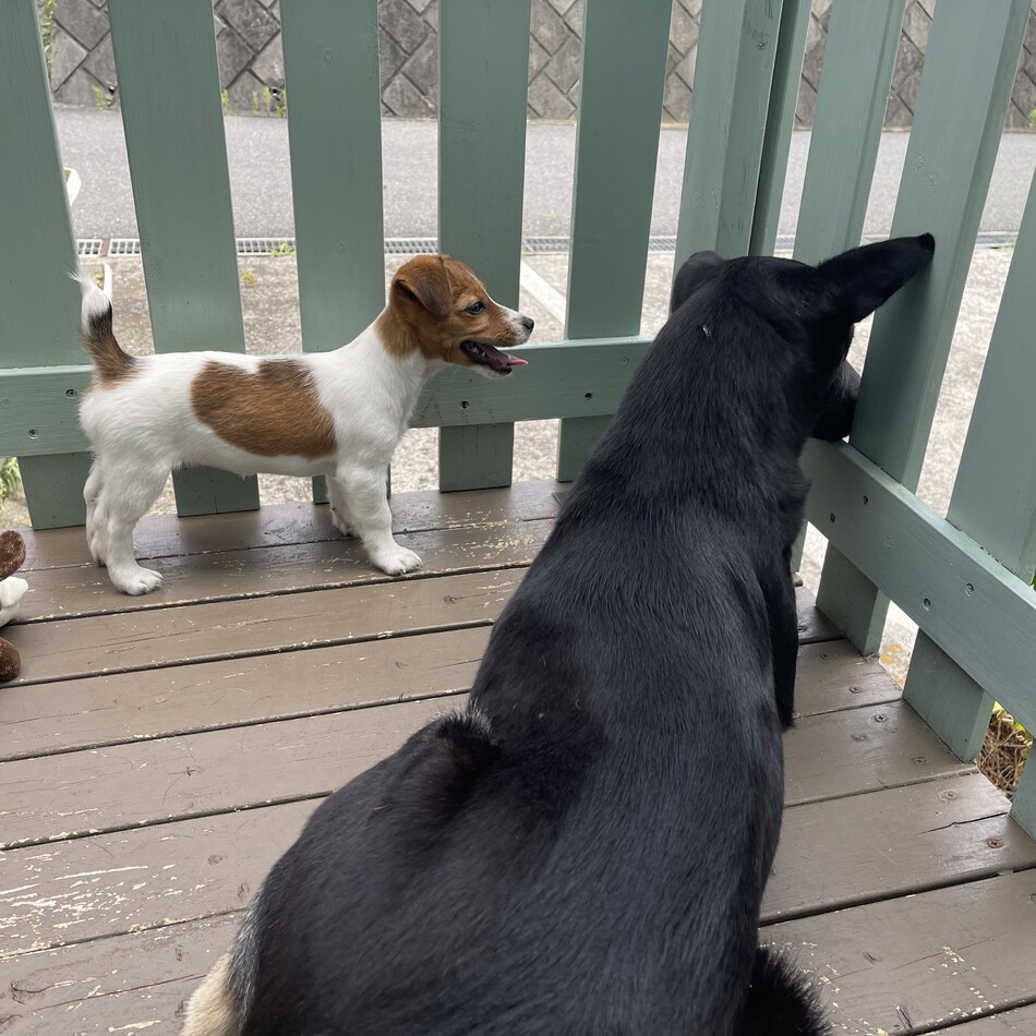 シエルのカバー写真