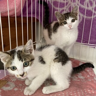 白キジ、仲の良い2兄弟♂♂