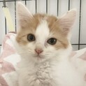 7/9『Terra里親会in銀座』