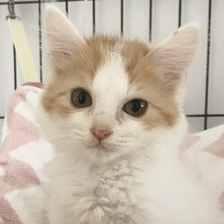 『Terra里親会猫部』