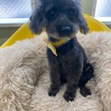 おメメがクリクリ　トイプードル3-4歳トッコちゃん