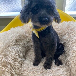 おメメがクリクリ　トイプードル3-4歳トッコちゃん