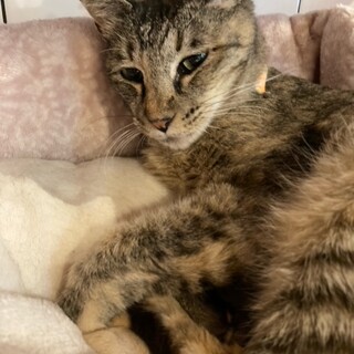 よく舌がペロッとでてかわいいショコラ♪