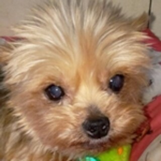 保護犬ナンバーＤ１５６５　ヨークシャテリア