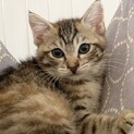 麦わらちゃん達、お見合い可能です！