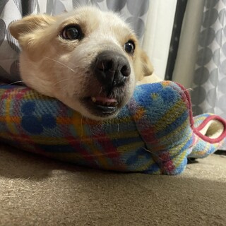 とてもおとなしかど可愛い大和撫子タイプの『もなか』