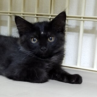 怖がりさんの長毛黒猫　七（なな）くん