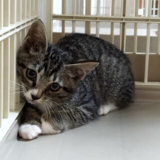 怖がりだけど甘えん坊　キジ白の朔（さく）くん