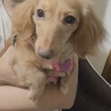 可愛い！元気！お転婆娘Mダックス『はなはなまろん』