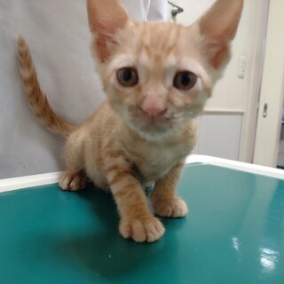 元気でやんちゃ★ももたろう★茶トラボーイ