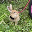 ネザーランド　生後4ヶ月半