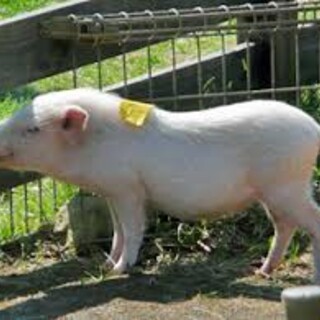 ミニブタ　ブーヒーの新しいご家族様と相談中です