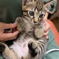 イケメンキジトラ♡らんまるくん