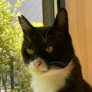 誰にでもどこでも平気、アミンくん♪