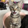 子猫姉妹一緒に里親募集中 サムネイル4