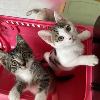 人が大好きなキジ白レイ君白ぶちミルちゃん