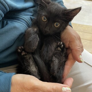 可愛い黒猫のメス(妹)