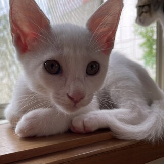 募集停止　白猫女子しらたま