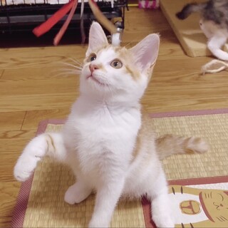 茶白の可愛いプリンちゃん❣