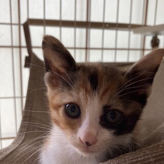 ありがとうございました★可愛い三毛猫月ちゃん