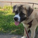 秋田犬×セントミックス大きな甘えん坊「ブラウニー」
