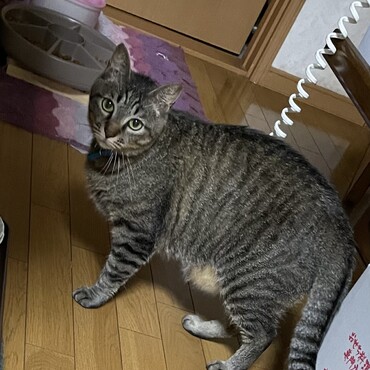 えささん、近くのしっぽの仲間たちはみんな無事？慌てないで避難しようね！