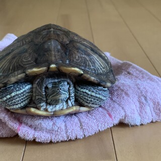 亀引き取ってください！