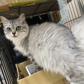 可愛いグレー猫ちゃん<3