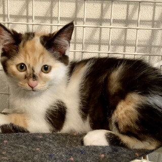 みくちゃん