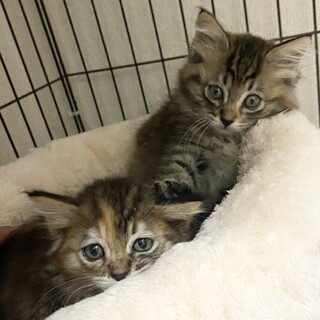 7/9『Terra里親会in銀座』参加❣️