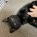 生後1ヶ月の黒猫♡女の子