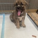 ずっとのお家を探します。