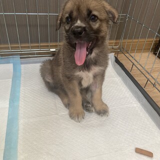 ずっとのお家を探します。