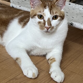 遊ぶの大好き♡きょうくん《7/10譲渡会参加》