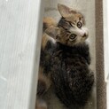かわいい三毛猫ちゃん☺︎